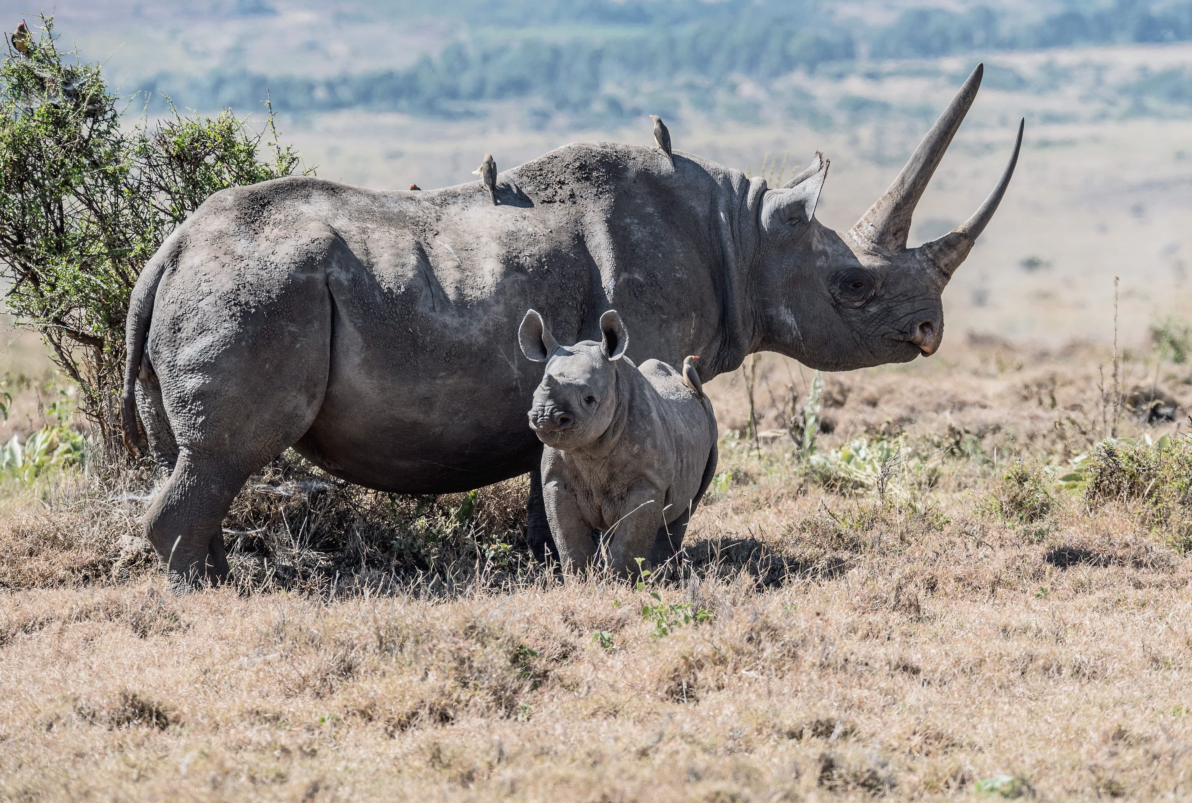 Ngorongoro Crater